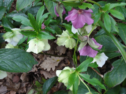 Hellebore, Mary Hopkin, 2011
