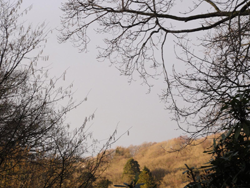 The mighty oak without leaves.